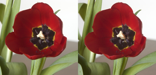 3D Tulip
